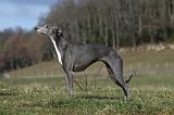 WHIPPET 367